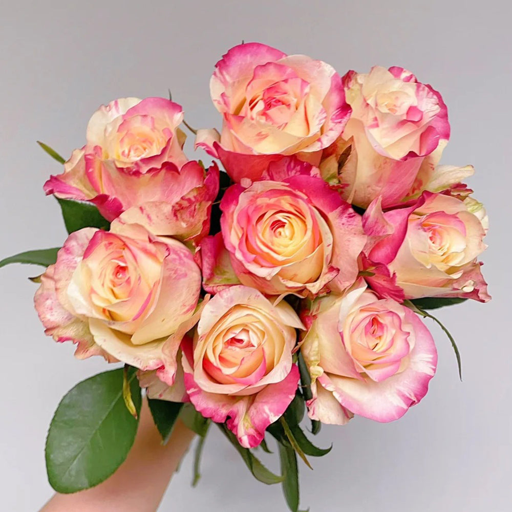 Rainbow Dress Florist Shrub Rose