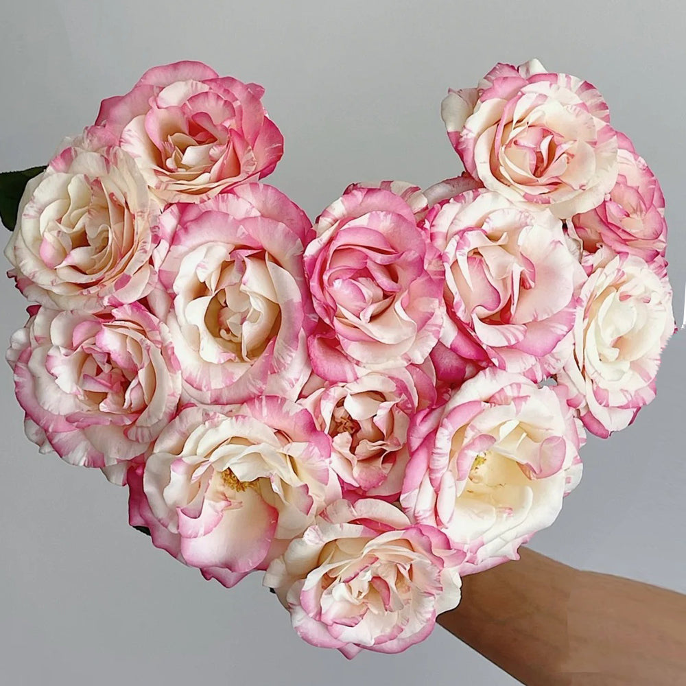 Rainbow Dress Florist Shrub Rose