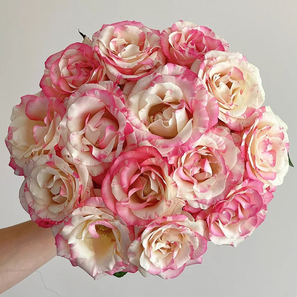 Rainbow Dress Florist Shrub Rose