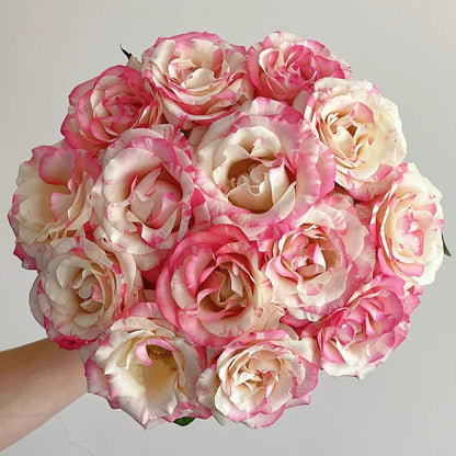 Rainbow Dress Florist Shrub Rose