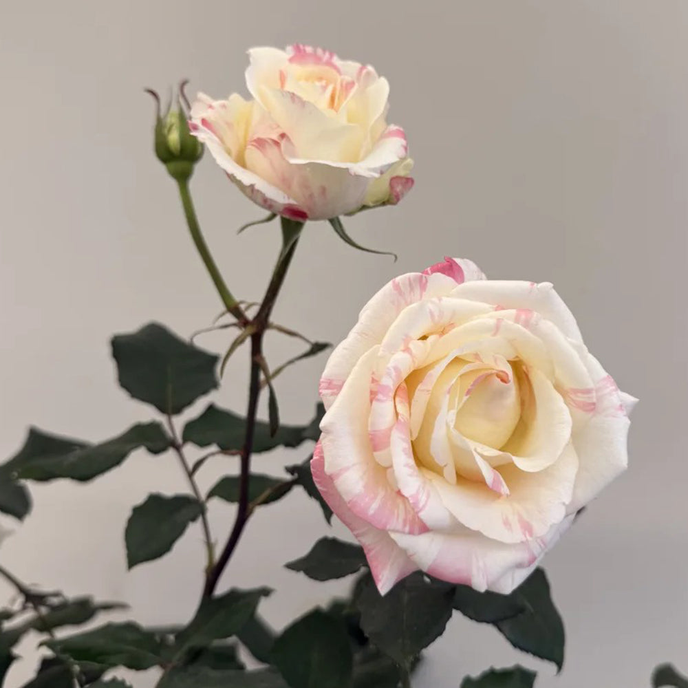 Rainbow Dress Florist Shrub Rose