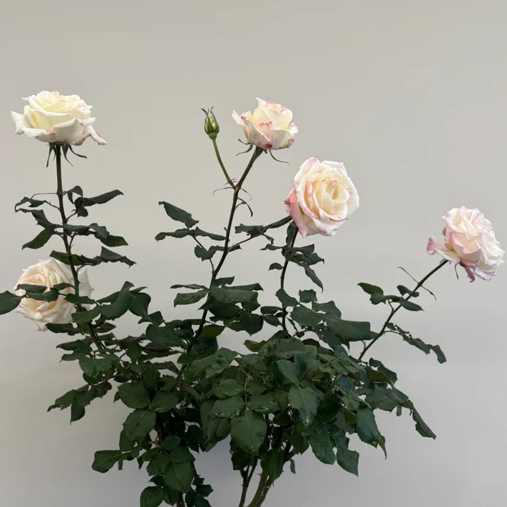 Rainbow Dress Florist Shrub Rose