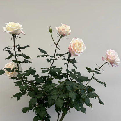 Rainbow Dress Florist Shrub Rose