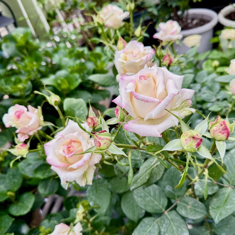 Rainbow Dress Florist Shrub Rose