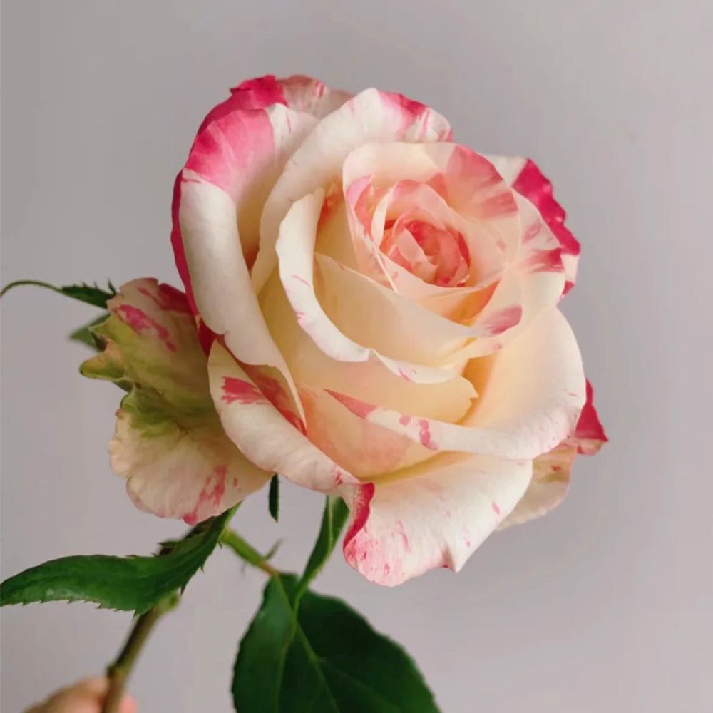 Rainbow Dress Florist Shrub Rose