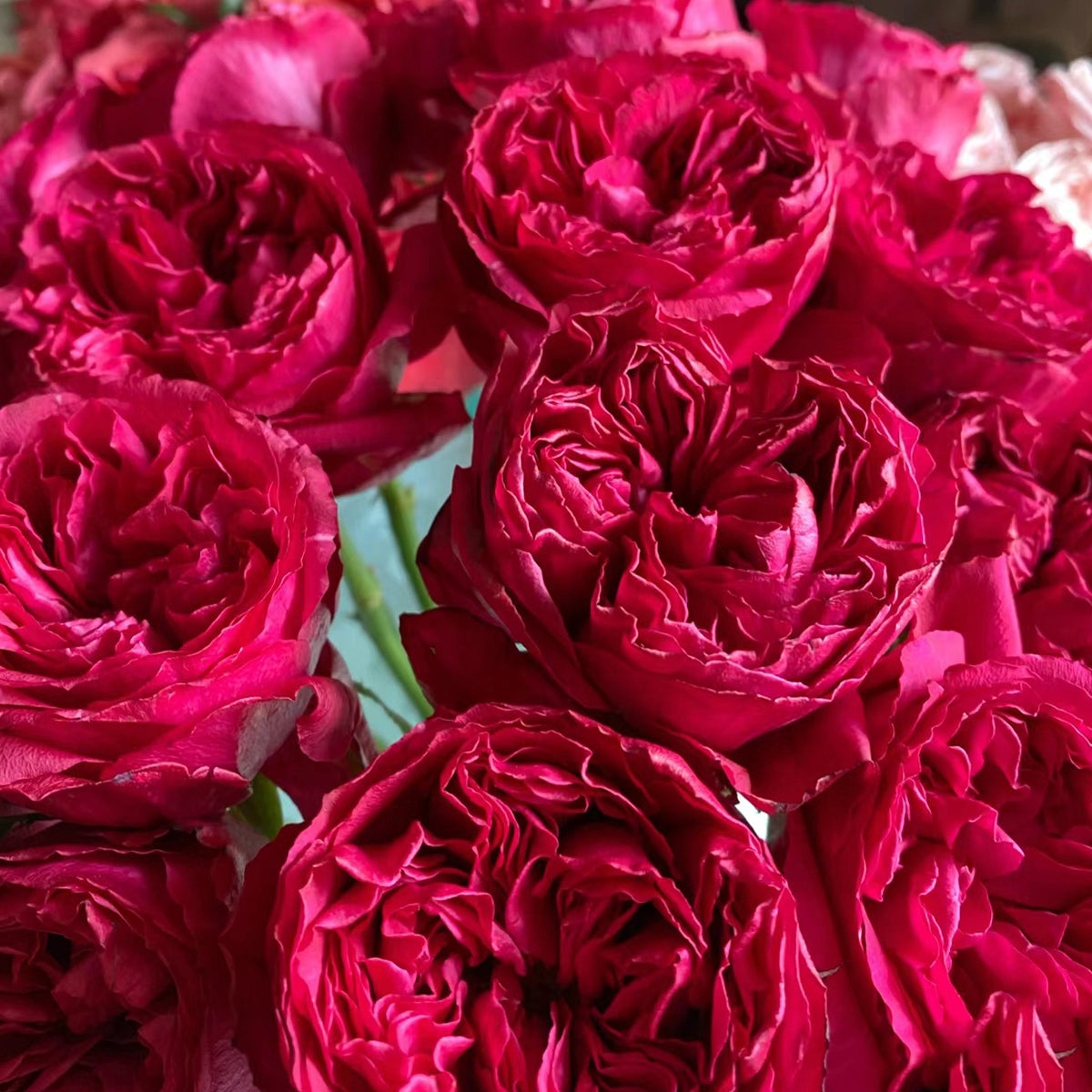 Gray Raspberry Rose Raspberry Elegance Dutch Florist Shrub Rose – Highgarden Roses
