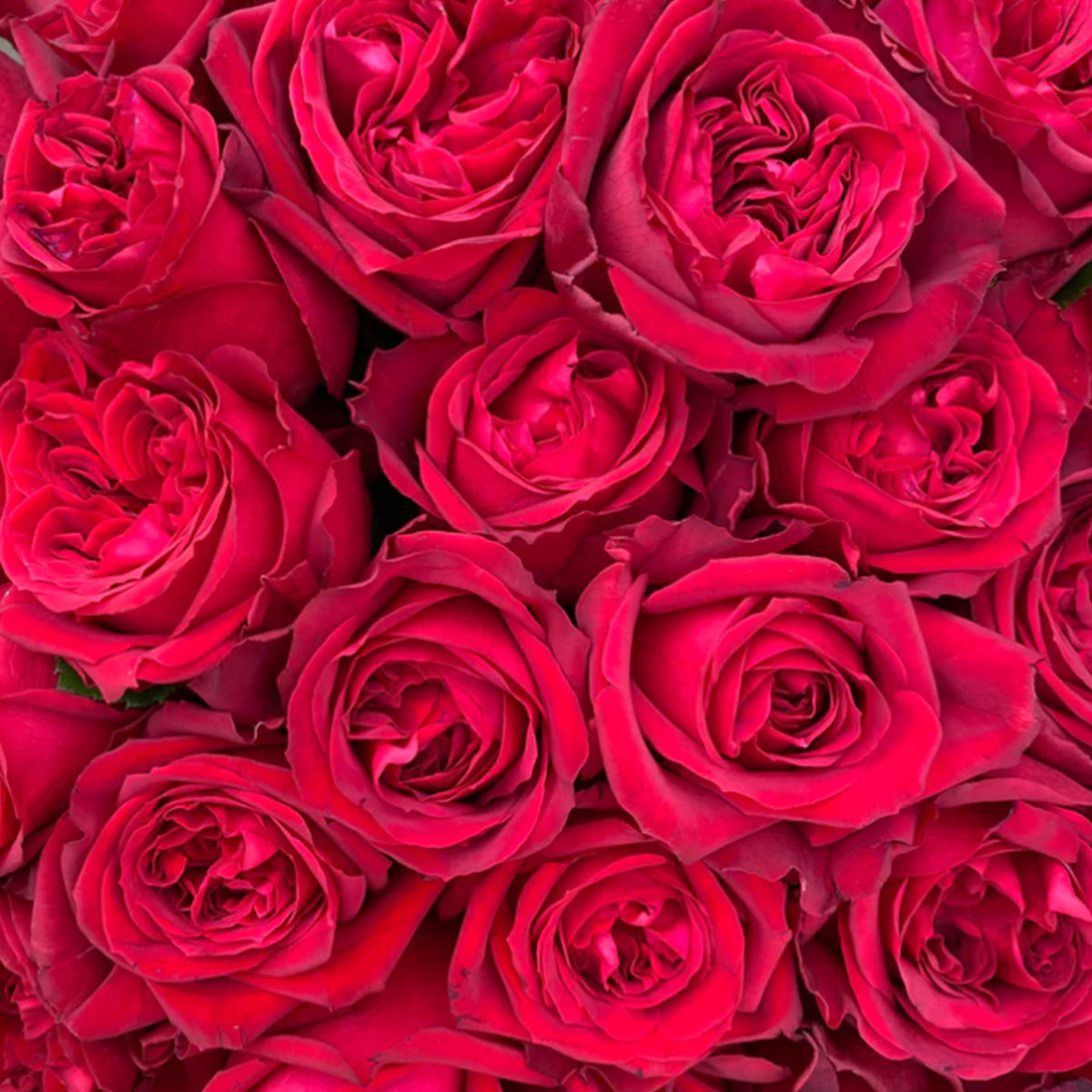 Red Elegance French Florist Shrub Rose