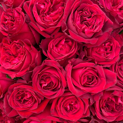 Red Elegance French Florist Shrub Rose