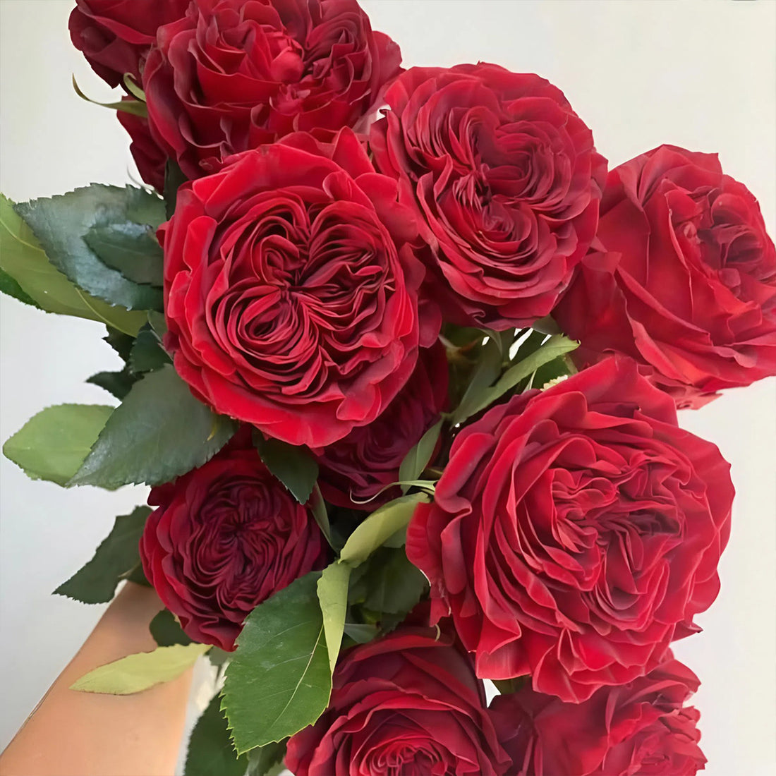 Red Elegance French Florist Shrub Rose