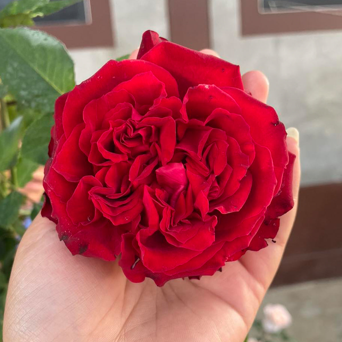 Red Elegance French Florist Shrub Rose