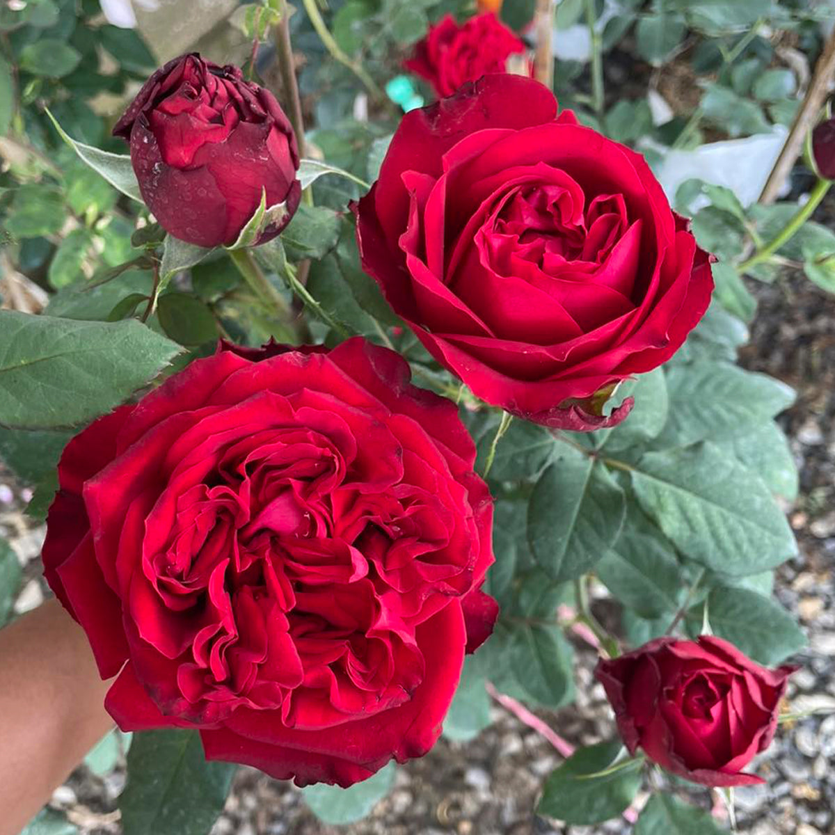 Red Elegance French Florist Shrub Rose
