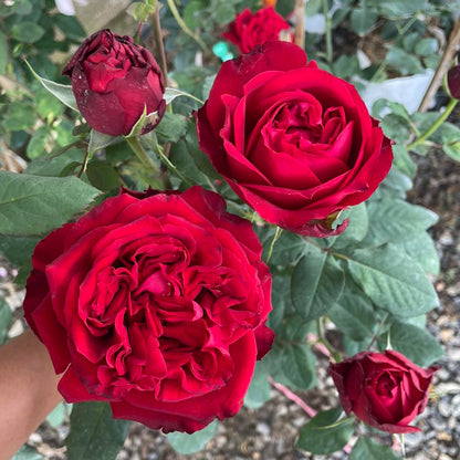 Red Elegance French Florist Shrub Rose