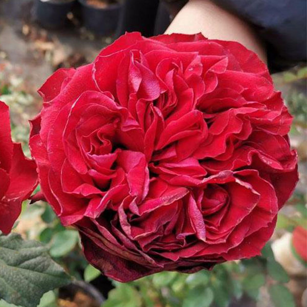 Red Elegance French Florist Shrub Rose