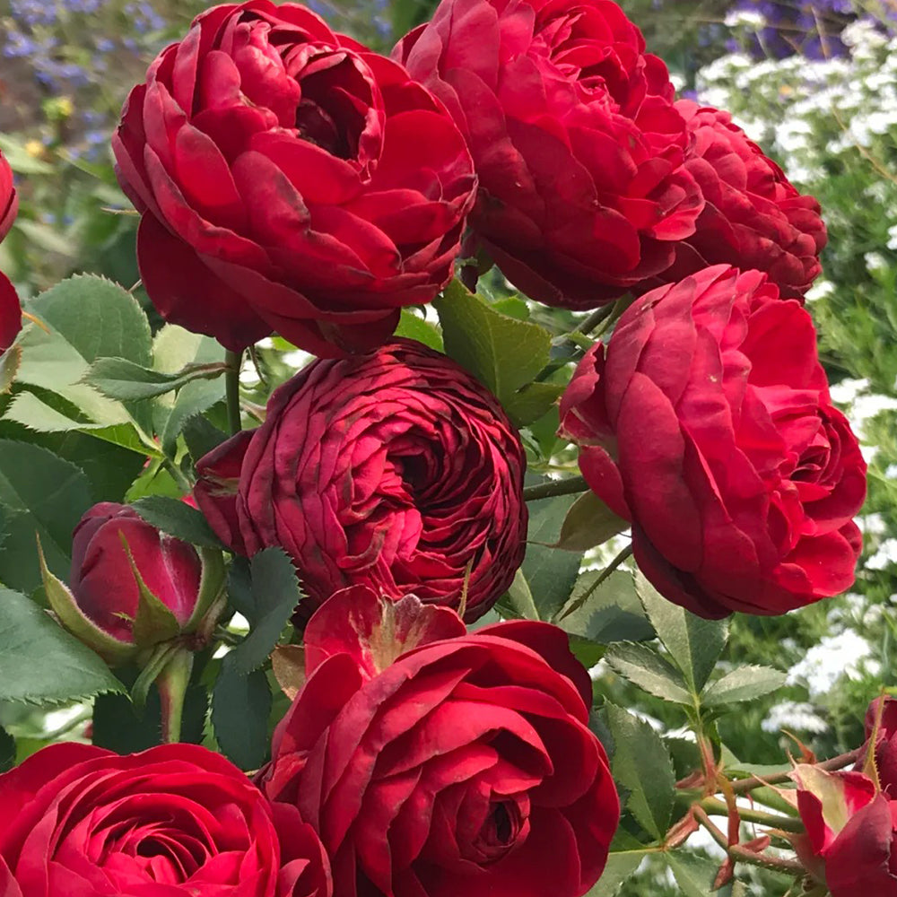 Red Lace Netherlands Florist Shrub Rose Bush For Sale – Highgarden