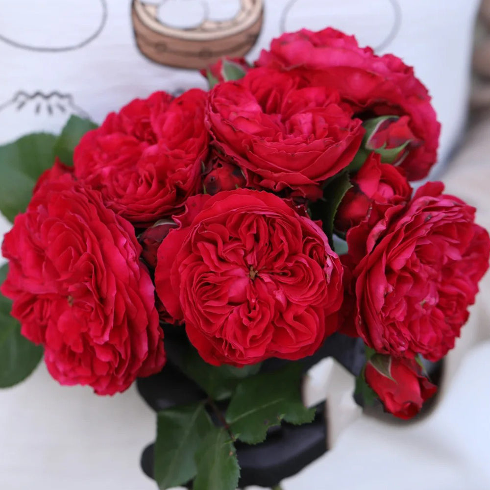 Red Leonardo da Vinci French Florist Climbing Rose