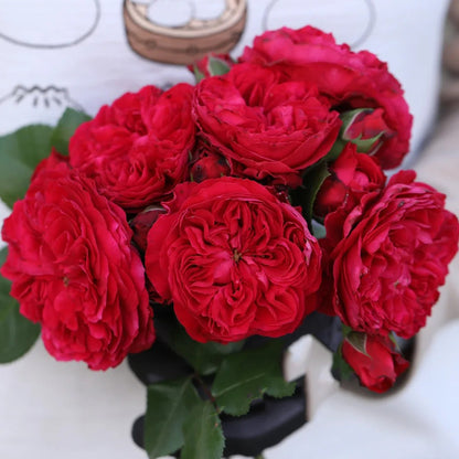 Red Leonardo da Vinci French Florist Climbing Rose