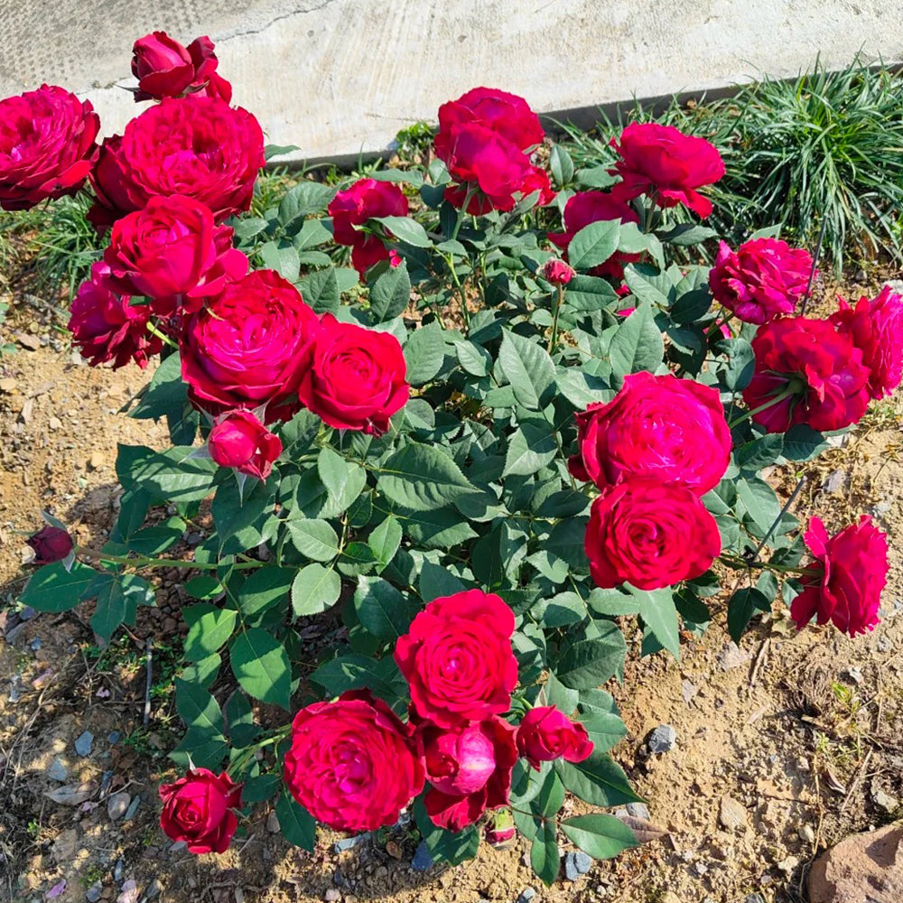 Red Leonardo da Vinci French Florist Climbing Rose