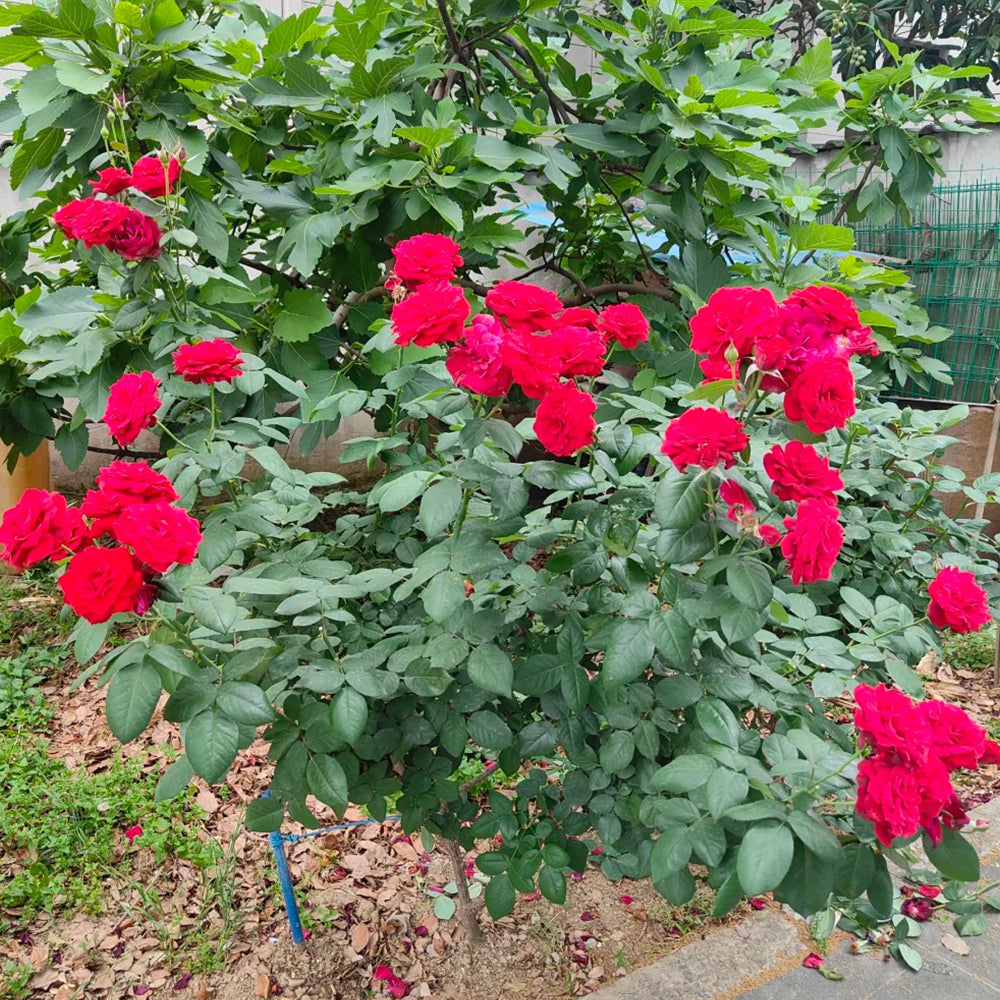 Red Leonardo da Vinci French Florist Climbing Rose