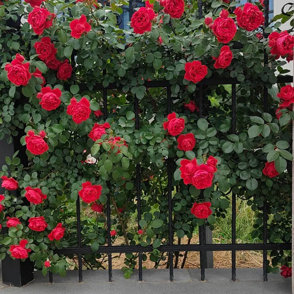 Red Leonardo da Vinci French Florist Climbing Rose
