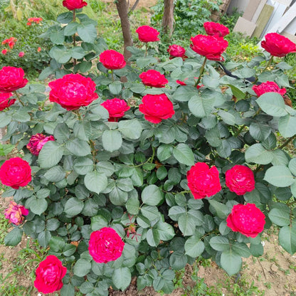 Red Leonardo da Vinci French Florist Climbing Rose