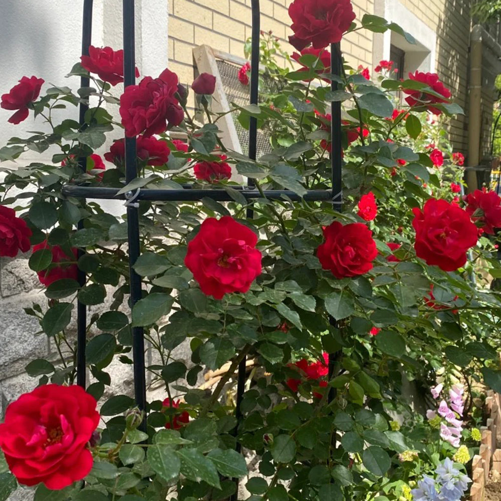 Red Leonardo da Vinci French Florist Climbing Rose