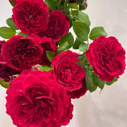 Red Leonardo da Vinci French Florist Climbing Rose