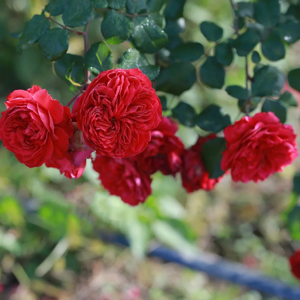 Red Leonardo da Vinci French Florist Climbing Rose