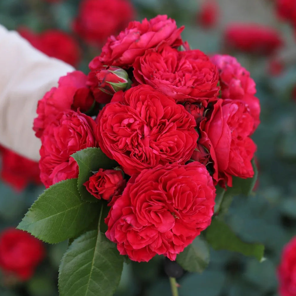 Red Leonardo da Vinci French Florist Climbing Rose