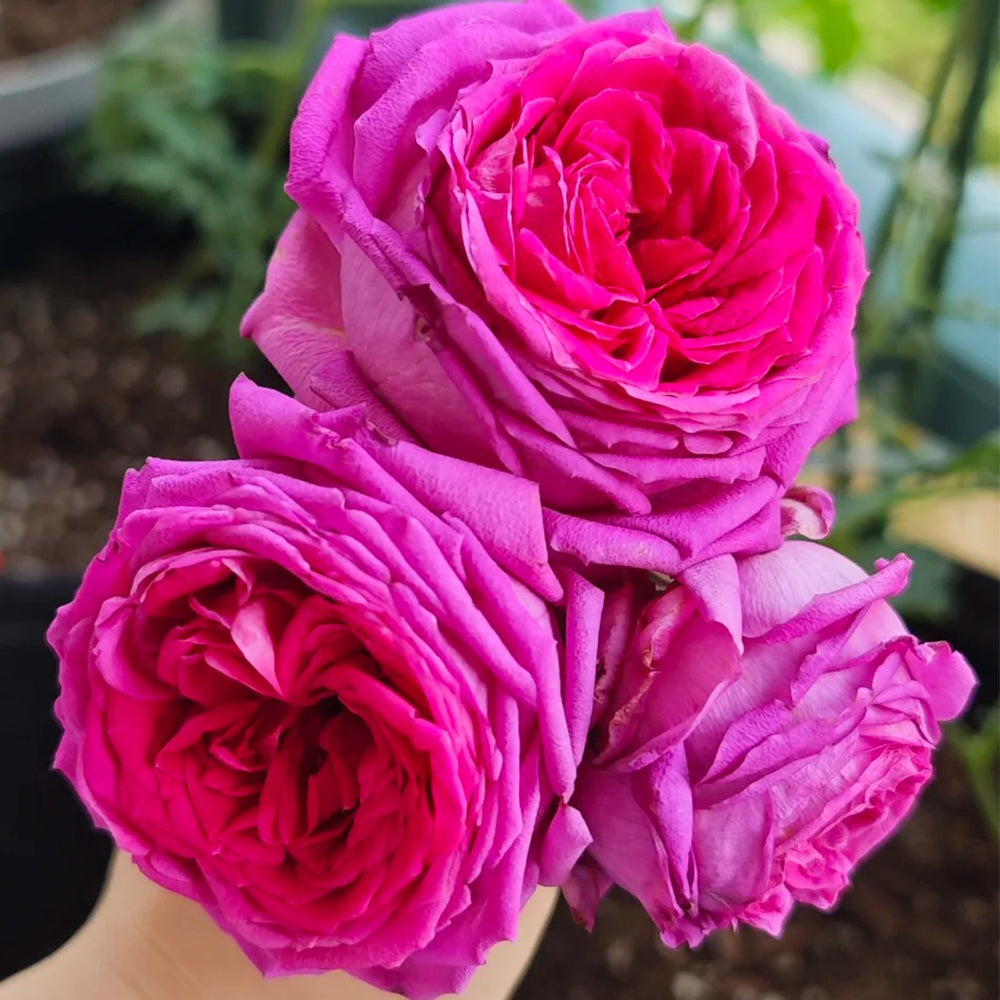Regis Marcon French Florist Shrub Rose