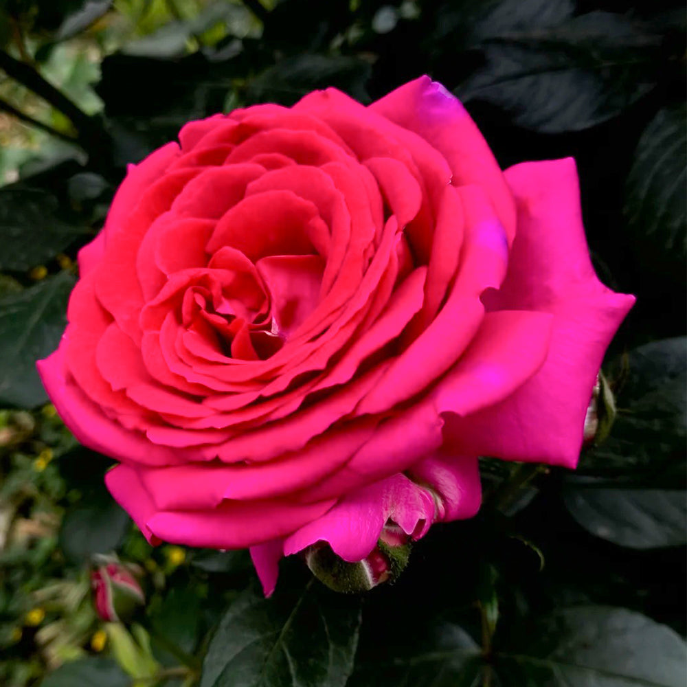 Regis Marcon French Florist Shrub Rose Bush For Sale
