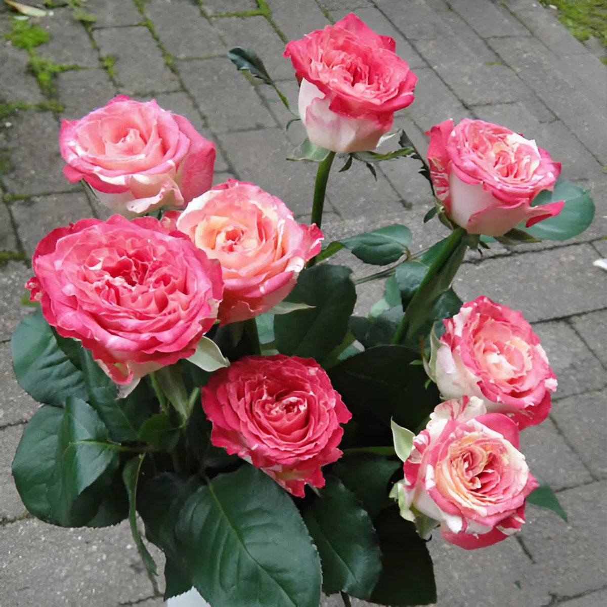 Renka Dutch Florist Shrub Rose