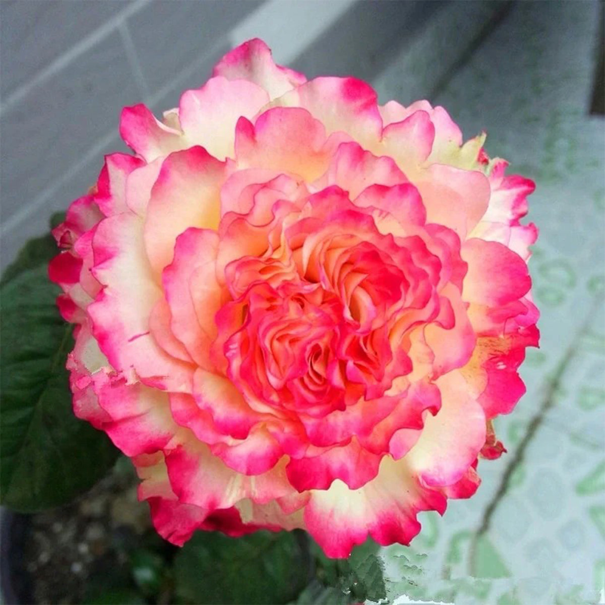 Renka Dutch Florist Shrub Rose