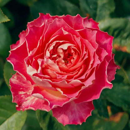 Renka Dutch Florist Shrub Rose