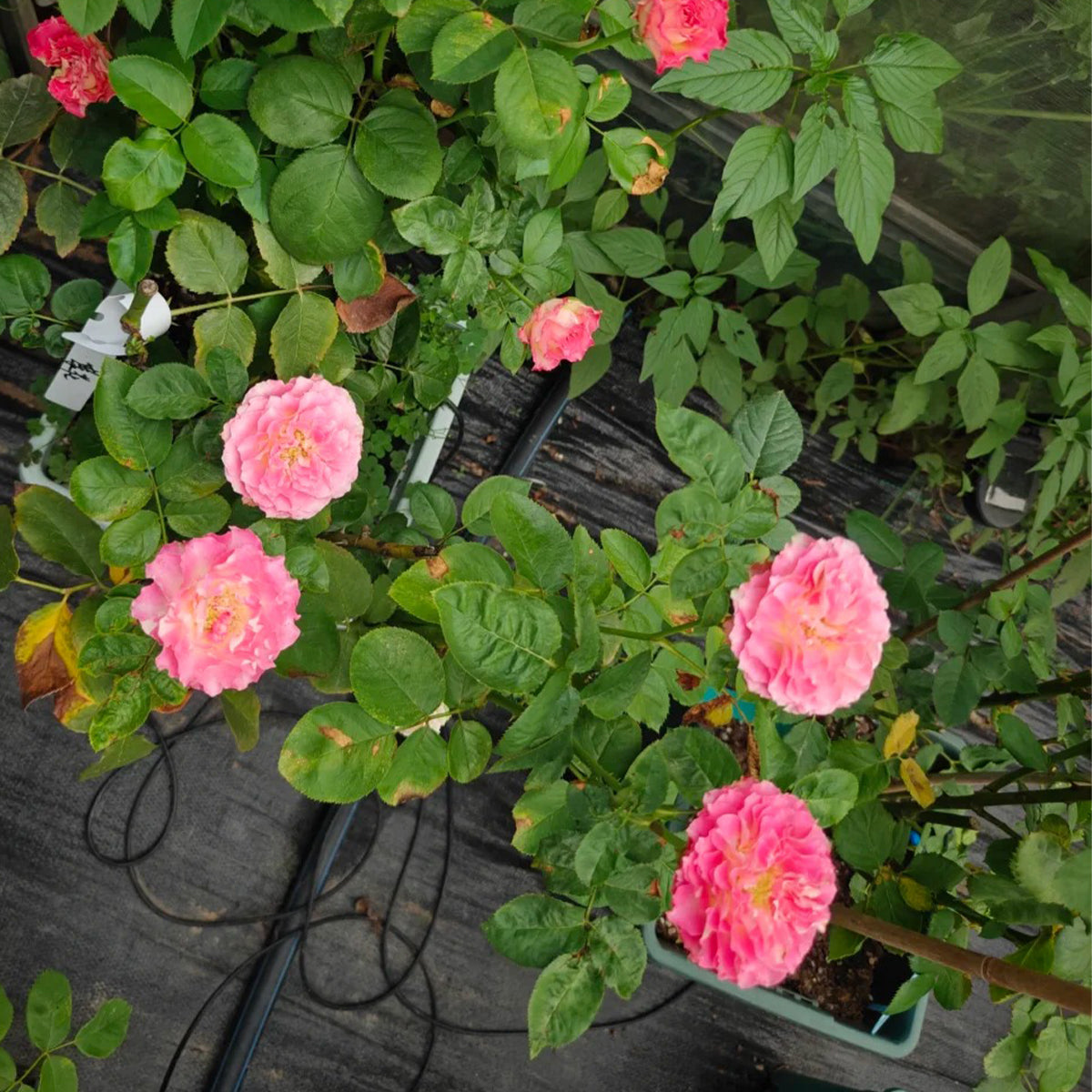 Renka Dutch Florist Shrub Rose