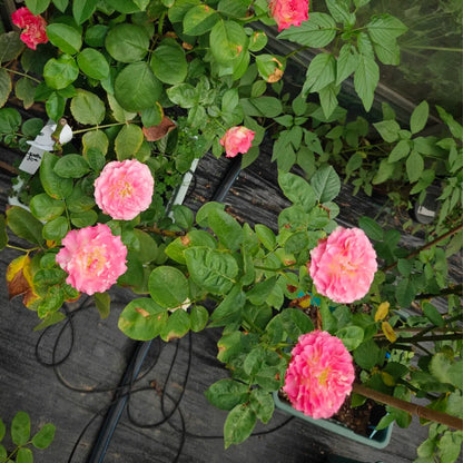 Renka Dutch Florist Shrub Rose