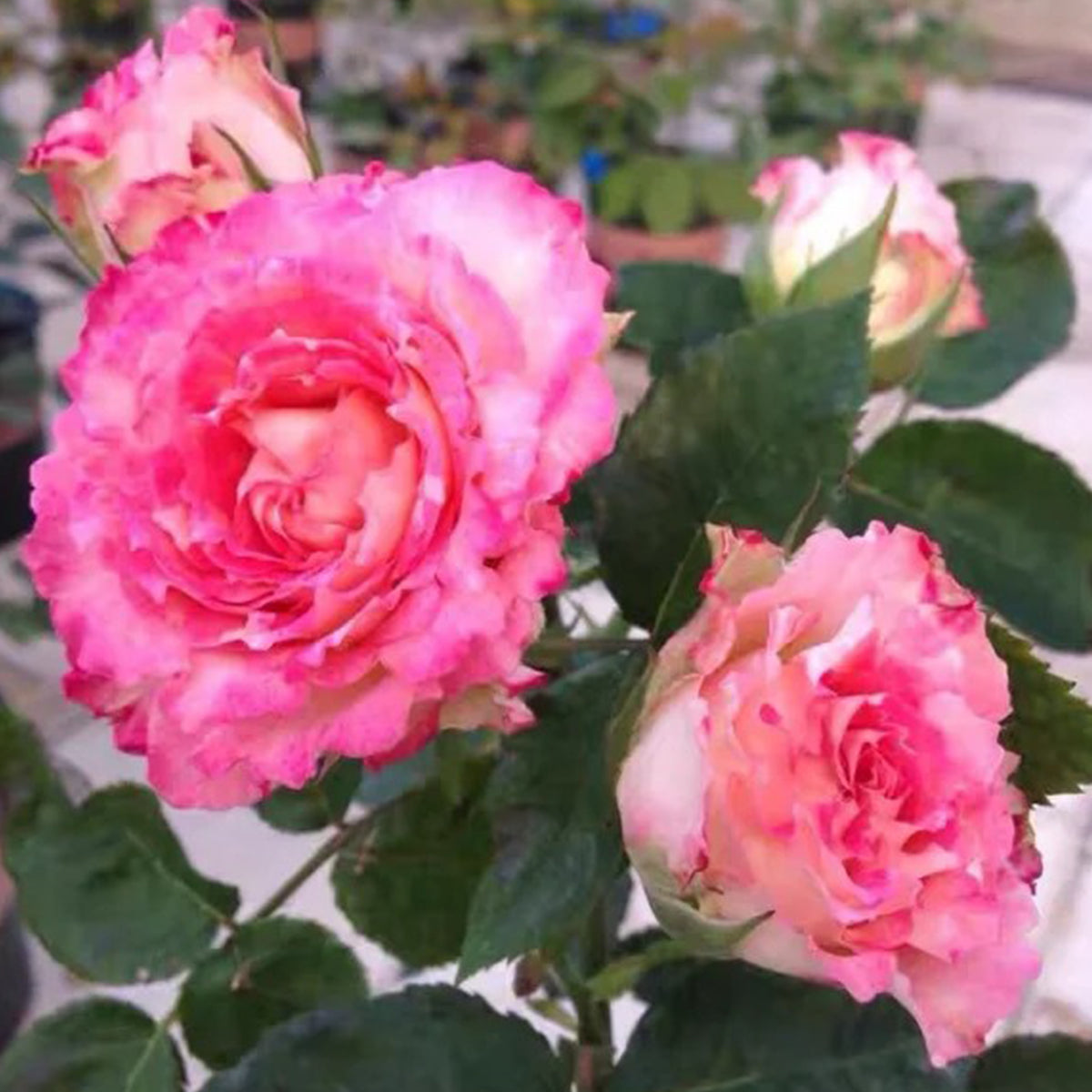 Renka Dutch Florist Shrub Rose