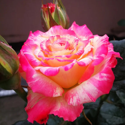 Renka Dutch Florist Shrub Rose