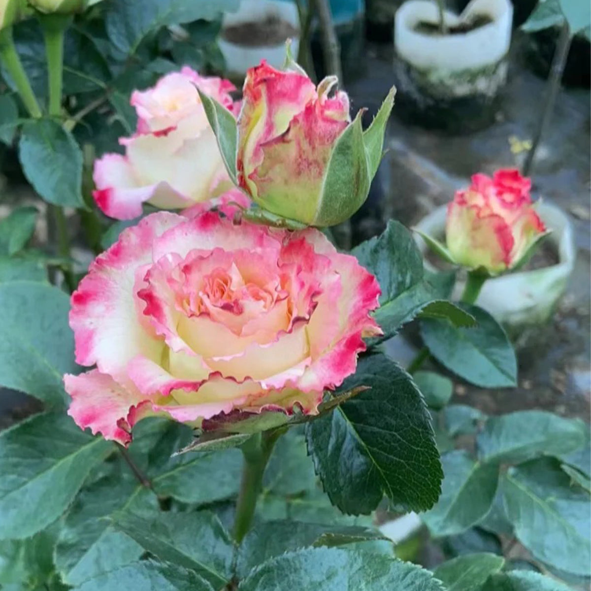 Renka Dutch Florist Shrub Rose
