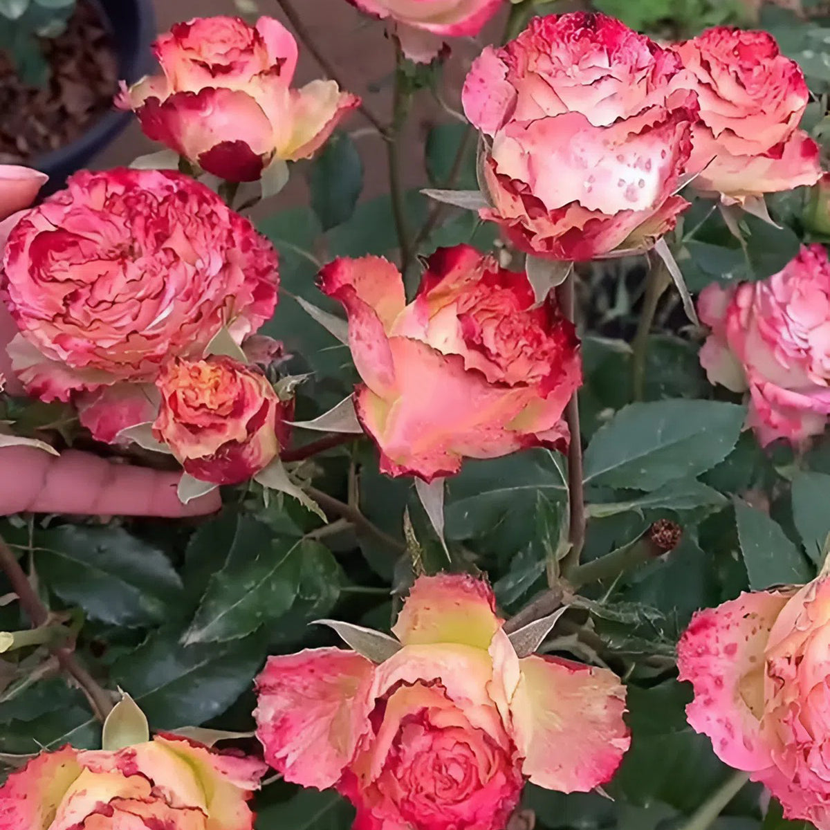 Renka Dutch Florist Shrub Rose