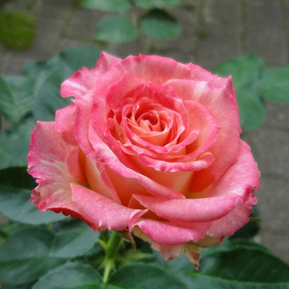 Renka Dutch Florist Shrub Rose