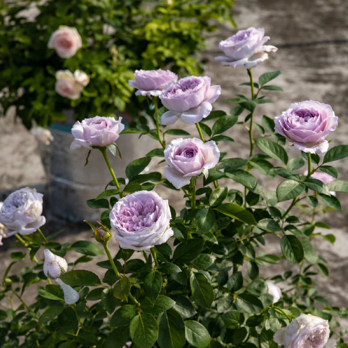 Repartil Japanese Garden Shrub Rose – Highgarden Roses