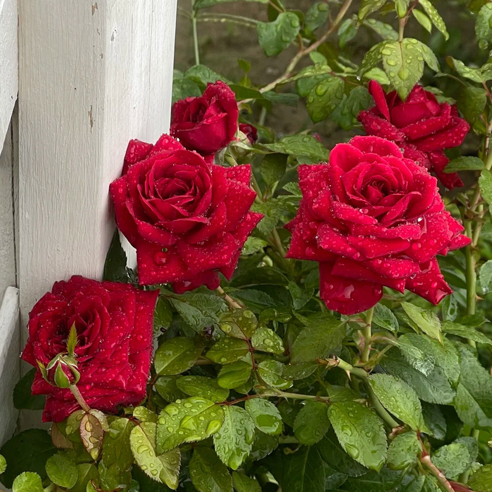 Republic de Montmartre French Florist Climbing Rose Bush For Sale