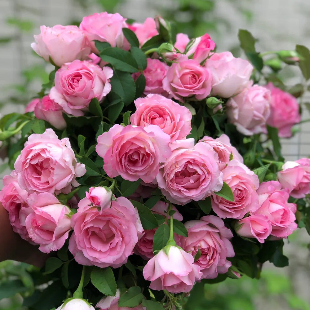 Rien Rose Japanese Florist Shrub Rose