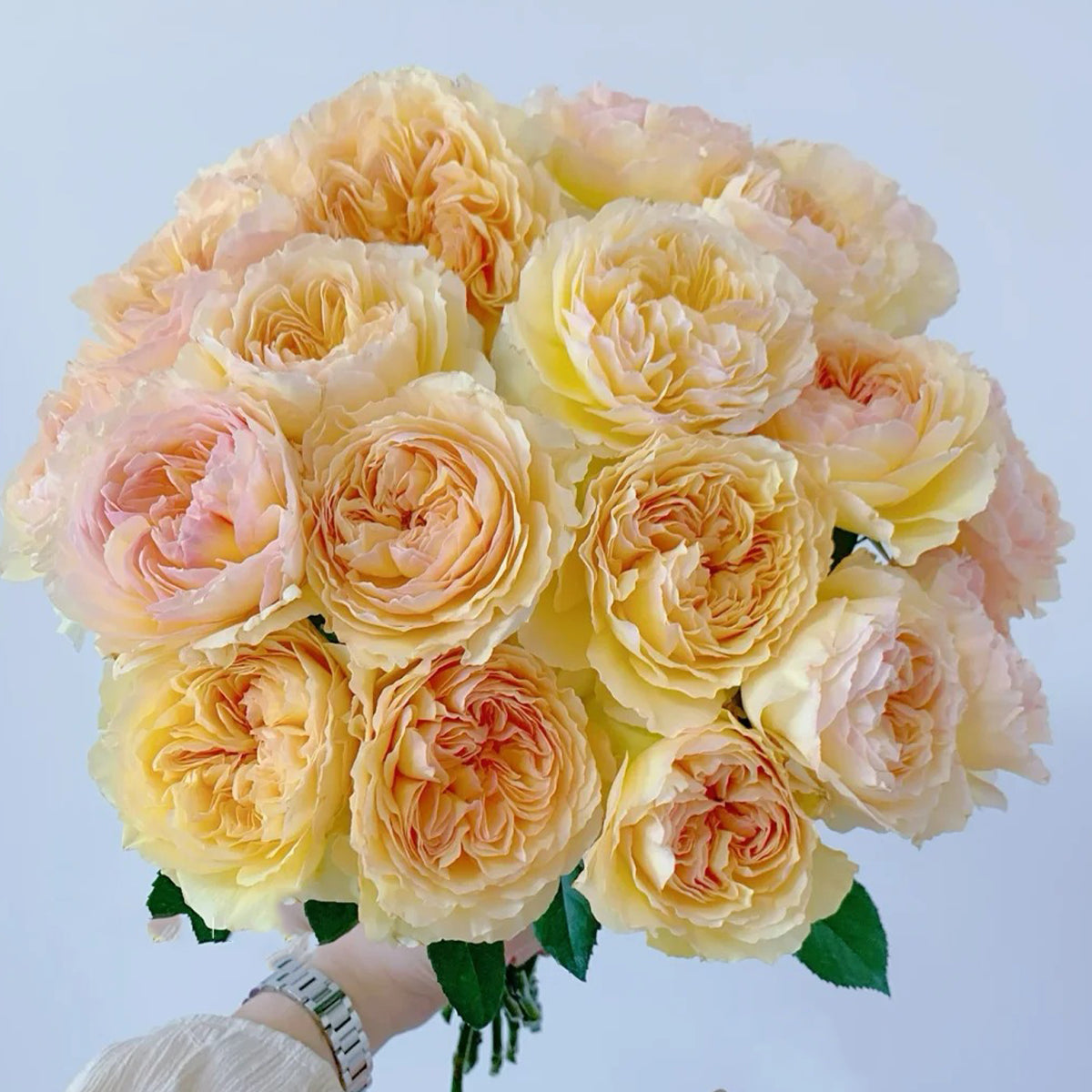 Rikuhotaru Japanese Florist Shrub Rose