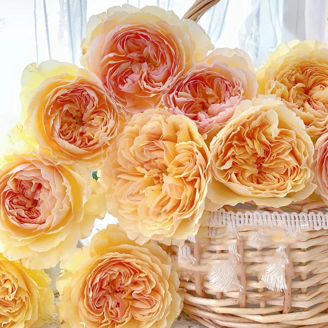 Rikuhotaru Japanese Florist Shrub Rose