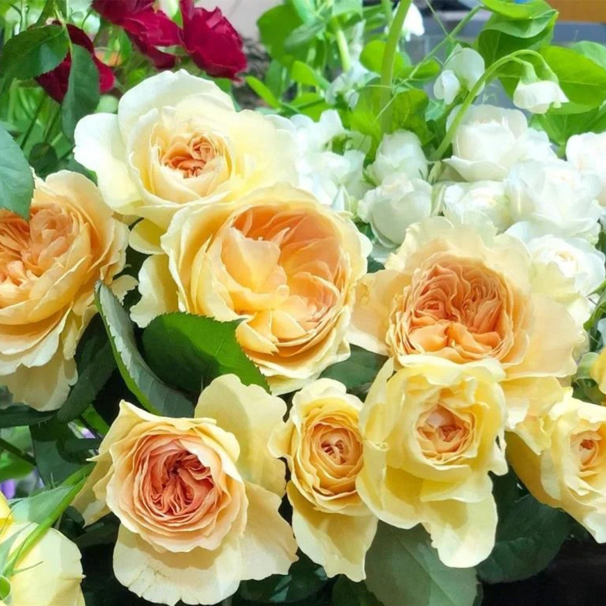 Rikuhotaru Japanese Florist Shrub Rose