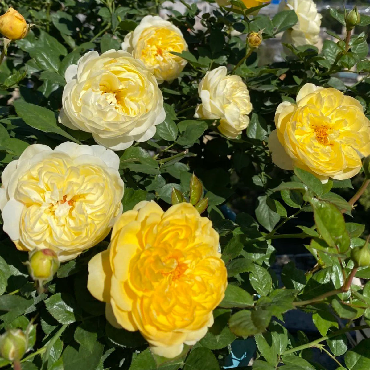 Rikuhotaru Japanese Florist Shrub Rose
