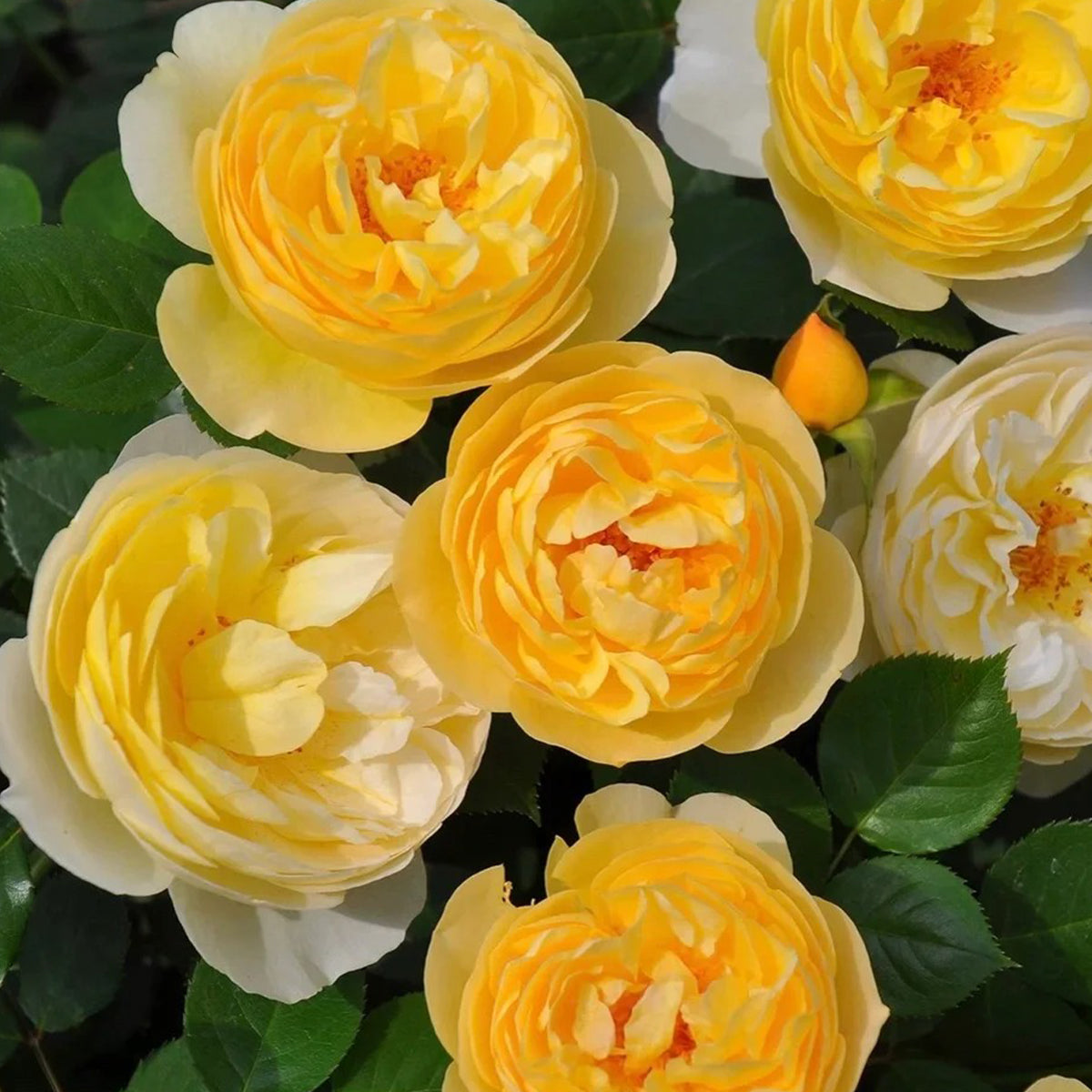 Rikuhotaru Japanese Florist Shrub Rose