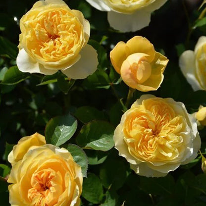 Rikuhotaru Japanese Florist Shrub Rose
