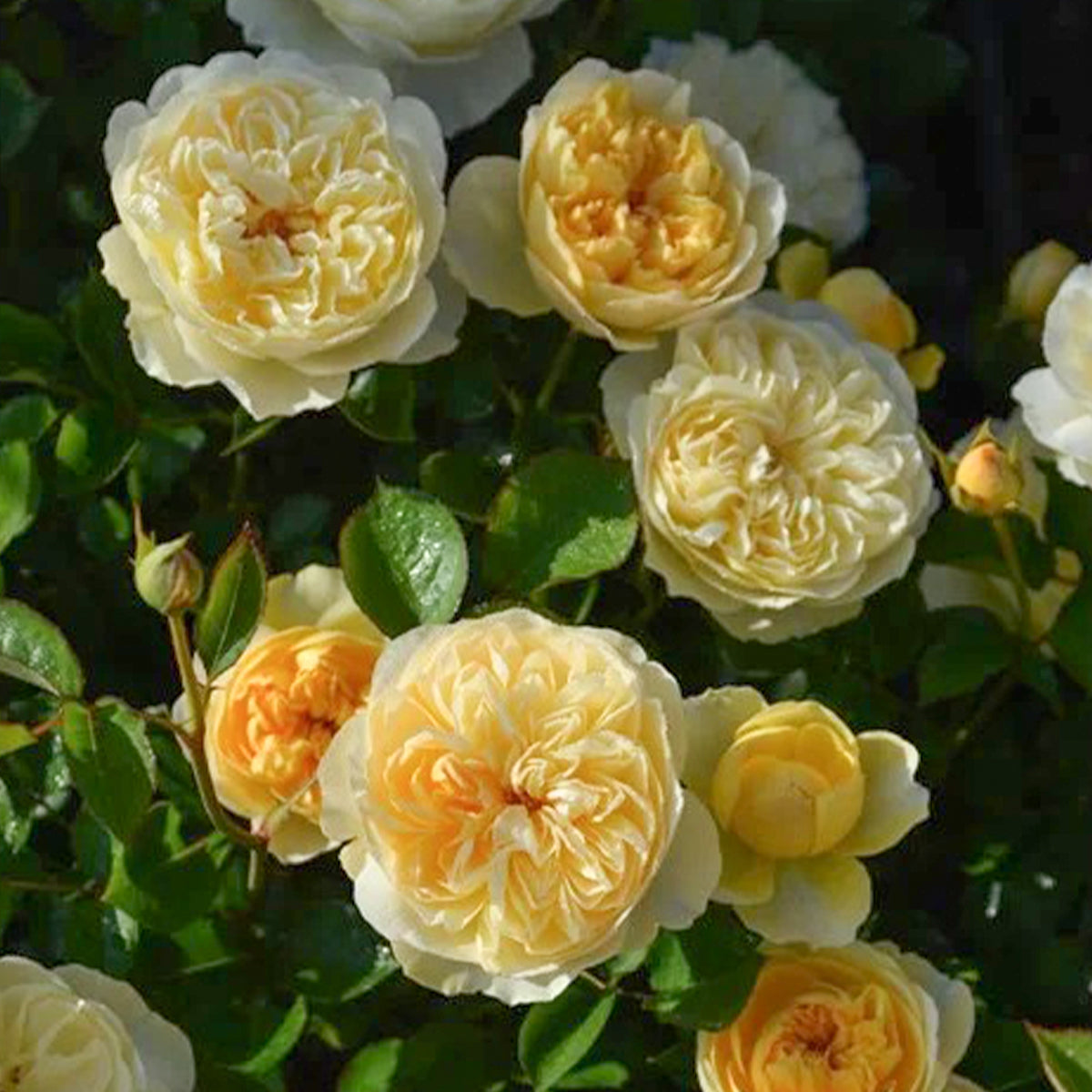 Rikuhotaru Japanese Florist Shrub Rose